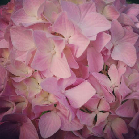 pink Hydrangea