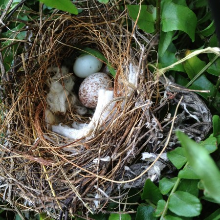 bird nest