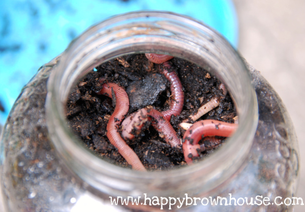 worm habitat