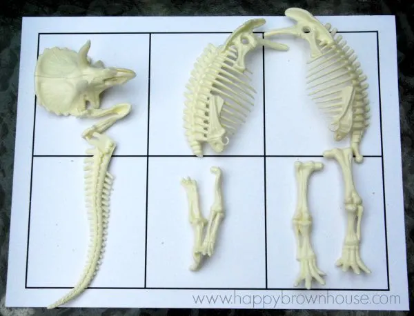 sorting dinosaur bones on an archaeology grid