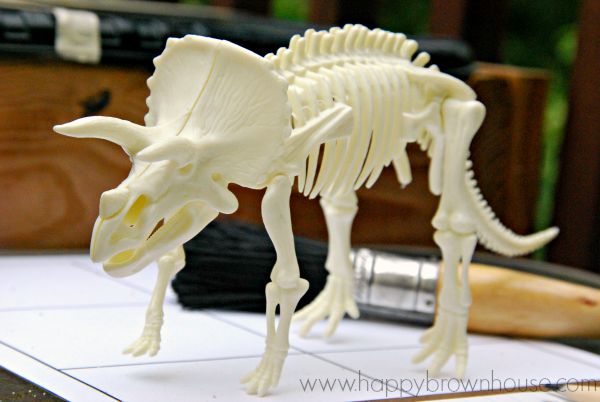 triceratops bone modial